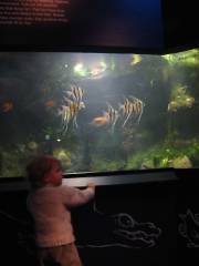 Kerian 86 l'aquarium
